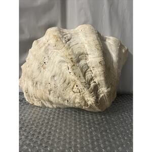 Rare Half Clam Shell Large Heavy Natural Beach Nautical Aquarium Shelves Decor